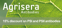 Скидка до 15% на антитела PSI и PSII