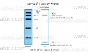 Белковый маркер EasySee II Western Marker (30-150 кДа), изображение 2