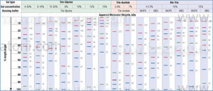 Окрашенные маркеры молекулярной массы белков Spectra™ Multicolor Broad Range 10-260 кДа, изображение 2