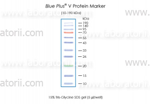 Маркер белковый окрашенный Blue Plus V, 10 - 190 кДа, изображение 2