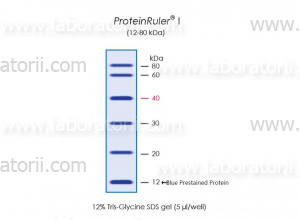 Маркер белковый неокрашенный ProteinRuler I (12 - 80 кДа), изображение 2