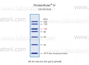 Маркер белковый неокрашенный ProteinRuler IV, 30 - 200 кДa, изображение 2
