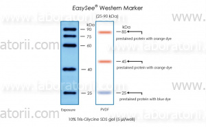 Белковый маркер EasySee Western Marker (25-90 кДа), изображение 2