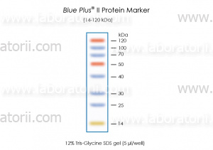 Маркер белковый окрашенный Blue Plus II (14 - 120 кДа), изображение 2