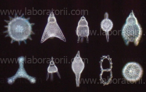 Микроскоп Primo Star, изображение 6