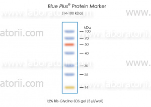 Маркер белковый окрашенный Blue Plus, 14 - 100 кДа, изображение 2
