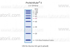 Маркер белковый неокрашенный ProteinRuler II (12 - 120 кДа), изображение 2